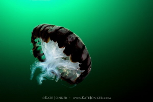 Towards the light
Compass Jellyfish by Kate Jonker 